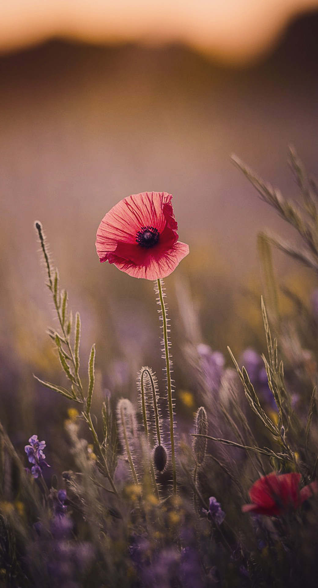 beautiful cute nature mobile phone wallpaper background (7)