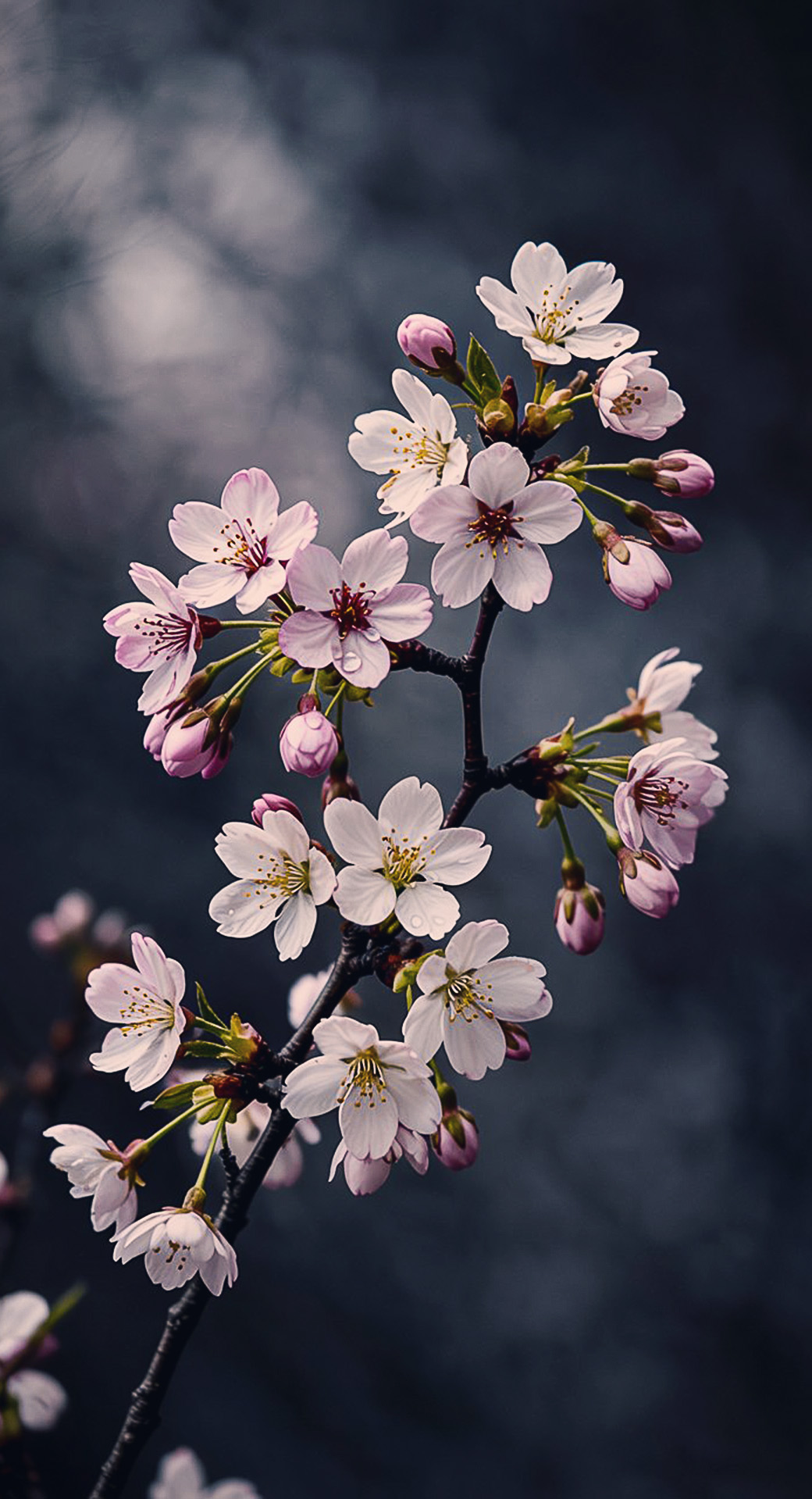 beautiful cute nature mobile phone wallpaper background (9)