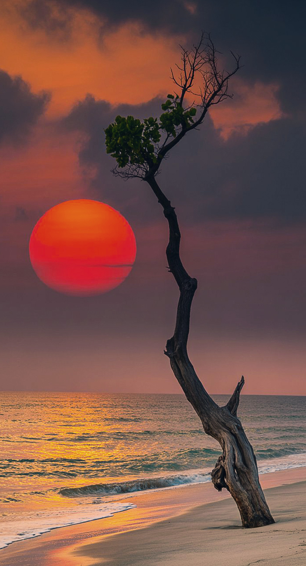 beautiful cute nature mobile phone wallpaper background (61)