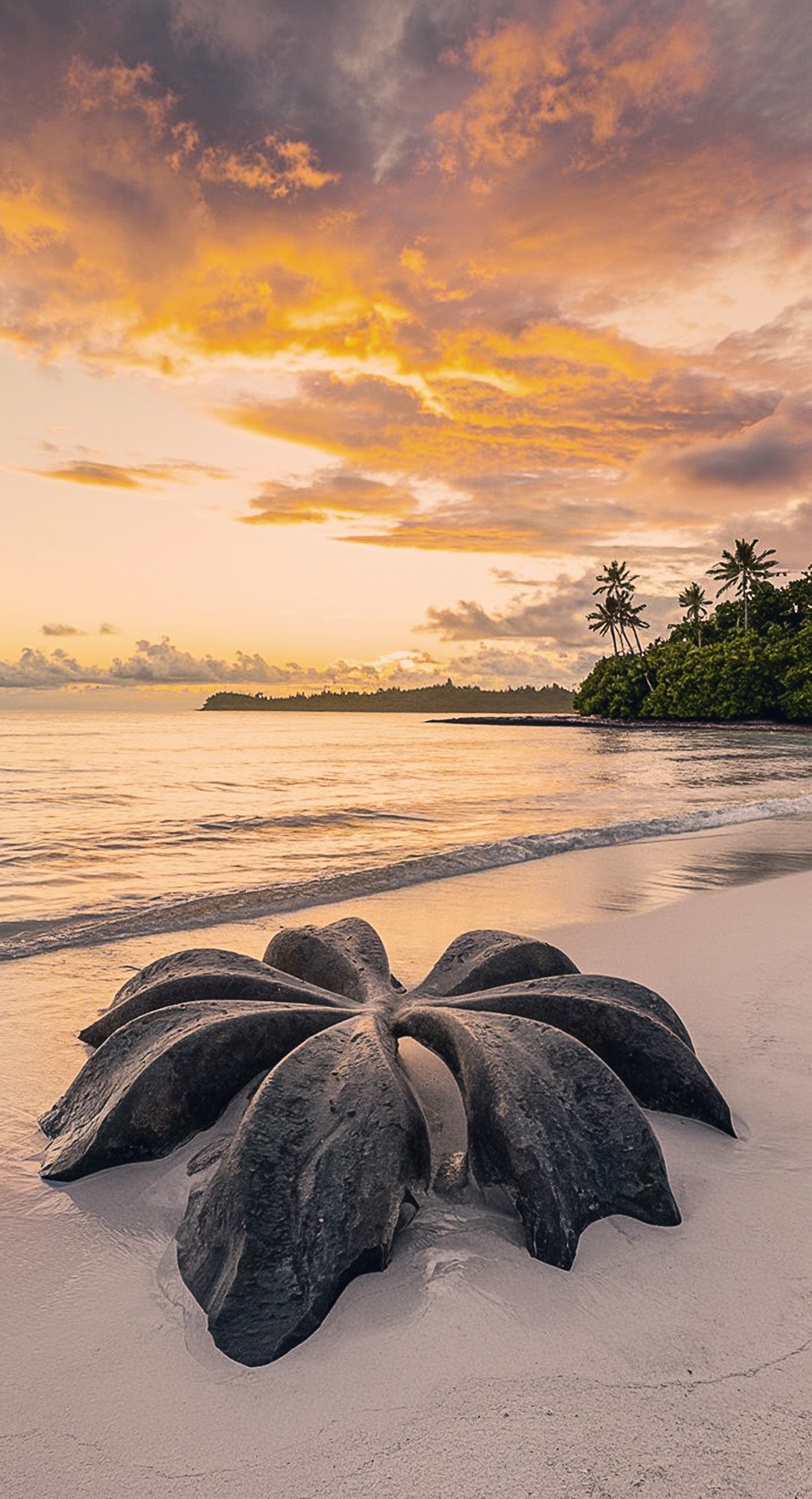 beautiful cute nature mobile phone wallpaper background (96)